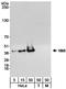 N-Myc And STAT Interactor antibody, A300-551A, Bethyl Labs, Western Blot image 