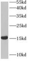Fatty Acid Binding Protein 3 antibody, FNab02931, FineTest, Western Blot image 