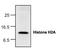 Histone H2A type 1-C antibody, NBP1-45619, Novus Biologicals, Western Blot image 