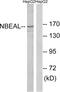 Neurobeachin Like 1 antibody, PA5-39291, Invitrogen Antibodies, Western Blot image 