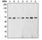 Enolase 2 antibody, MBS820997, MyBioSource, Western Blot image 
