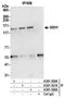 Protein phosphatase Slingshot homolog 1 antibody, A301-309A, Bethyl Labs, Immunoprecipitation image 