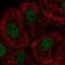 Docking Protein 7 antibody, NBP2-32465, Novus Biologicals, Immunocytochemistry image 