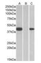 Fanconi anemia group F protein antibody, orb125022, Biorbyt, Western Blot image 