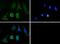 NPC Intracellular Cholesterol Transporter 1 antibody, GTX30687, GeneTex, Immunocytochemistry image 