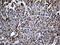 Chromosome 9 Open Reading Frame 43 antibody, LS-C798852, Lifespan Biosciences, Immunohistochemistry paraffin image 