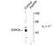 Glycogen Synthase Kinase 3 Beta antibody, TA309159, Origene, Western Blot image 