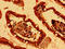 Histone Cluster 1 H2B Family Member K antibody, orb24544, Biorbyt, Immunohistochemistry paraffin image 