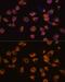 EPH Receptor A5 antibody, GTX66237, GeneTex, Immunofluorescence image 