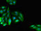 Dual 3 ,5 -cyclic-AMP and -GMP phosphodiesterase 11A antibody, LS-C678961, Lifespan Biosciences, Immunofluorescence image 