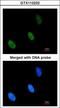 Zinc Fingers And Homeoboxes 2 antibody, GTX112232, GeneTex, Immunocytochemistry image 
