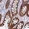 Osteocrin antibody, PA5-56578, Invitrogen Antibodies, Immunohistochemistry frozen image 