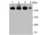 Ubiquitin Specific Peptidase 9 X-Linked antibody, A02594, Boster Biological Technology, Western Blot image 