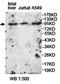 Leucine-rich repeat-containing protein 8A antibody, orb78453, Biorbyt, Western Blot image 