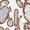 Keratin 18 antibody, HPA001605, Atlas Antibodies, Immunohistochemistry frozen image 