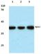 Apolipoprotein L2 antibody, A09503, Boster Biological Technology, Western Blot image 