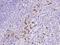 Caga antibody, 11138-R236, Sino Biological, Immunohistochemistry frozen image 