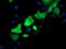 TSC22 Domain Family Member 3 antibody, LS-C174291, Lifespan Biosciences, Immunofluorescence image 