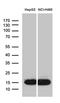 Interferon Induced Transmembrane Protein 2 antibody, MA5-27502, Invitrogen Antibodies, Western Blot image 