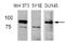 Niban-like protein 1 antibody, GTX78915, GeneTex, Western Blot image 