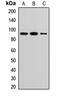 DNA Topoisomerase I antibody, orb412654, Biorbyt, Western Blot image 