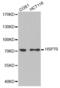 Heat shock 70 kDa protein 1A/1B antibody, abx000067, Abbexa, Western Blot image 