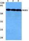 Negative Regulator Of Ubiquitin Like Proteins 1 antibody, A06089Y601, Boster Biological Technology, Western Blot image 
