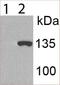 Lysine-specific demethylase 2A antibody, NBP1-78305, Novus Biologicals, Western Blot image 