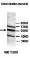 2-Phosphoxylose Phosphatase 1 antibody, orb77491, Biorbyt, Western Blot image 