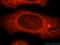 Ornithine Decarboxylase 1 antibody, 17003-1-AP, Proteintech Group, Immunofluorescence image 