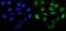 PHD Finger Protein 21B antibody, A16476-1, Boster Biological Technology, Immunofluorescence image 
