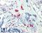 Krueppel-like factor 16 antibody, LS-B10273, Lifespan Biosciences, Immunohistochemistry frozen image 