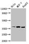 ALX Homeobox 1 antibody, LS-C677120, Lifespan Biosciences, Western Blot image 