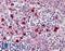 Probable G-protein coupled receptor 132 antibody, LS-A1604, Lifespan Biosciences, Immunohistochemistry paraffin image 