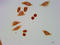 H12 antibody, LS-C670349, Lifespan Biosciences, Immunocytochemistry image 