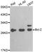 BCL2 antibody, LS-C332263, Lifespan Biosciences, Western Blot image 
