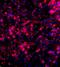 Histone Cluster 3 H3 antibody, orb191872, Biorbyt, Immunohistochemistry paraffin image 