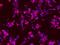 Neurotrophic Receptor Tyrosine Kinase 2 antibody, A01388-1, Boster Biological Technology, Immunofluorescence image 