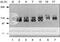 Amyloid Beta Precursor Protein antibody, 74-104, BioAcademia Inc, Western Blot image 