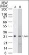 Baculoviral IAP Repeat Containing 7 antibody, orb87904, Biorbyt, Western Blot image 