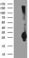 Regulator Of G Protein Signaling 17 antibody, TA811296S, Origene, Western Blot image 