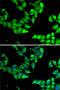Opioid growth factor receptor antibody, 22-678, ProSci, Immunofluorescence image 