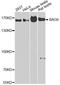 Large proline-rich protein BAG6 antibody, STJ26195, St John