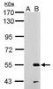 ERCC Excision Repair 6 Like 2 antibody, GTX125943, GeneTex, Western Blot image 