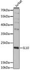 Interleukin 10 antibody, 18-551, ProSci, Western Blot image 
