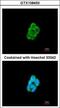 CKLF Like MARVEL Transmembrane Domain Containing 6 antibody, GTX108450, GeneTex, Immunofluorescence image 