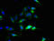SLC44A4 antibody, orb351161, Biorbyt, Immunocytochemistry image 