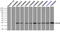 HspB5 antibody, TA500598, Origene, Immunoprecipitation image 