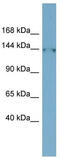 Family With Sequence Similarity 135 Member B antibody, TA345100, Origene, Western Blot image 