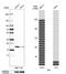 BH3-interacting domain death agonist antibody, HPA000722, Atlas Antibodies, Western Blot image 